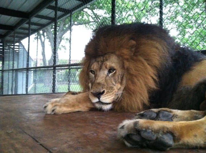 Kahn, il leone bellissimo