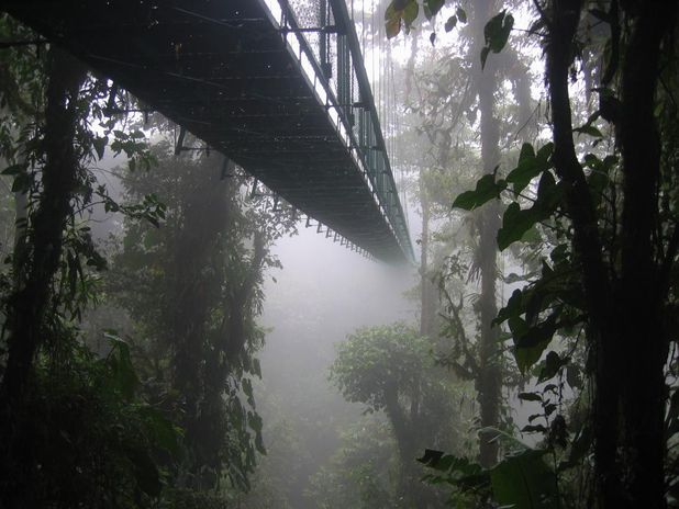 Montenegro Rainforest (Costa Rica) 