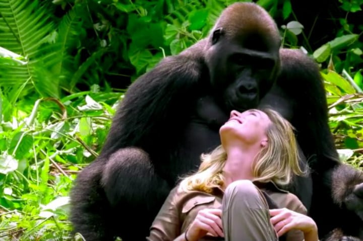 Gorillas Are Generally Gentle