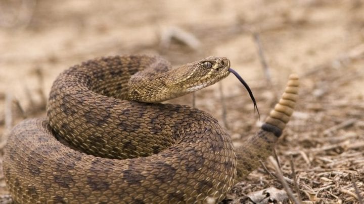 Rattlesnakes Let You Know When They Are Angry