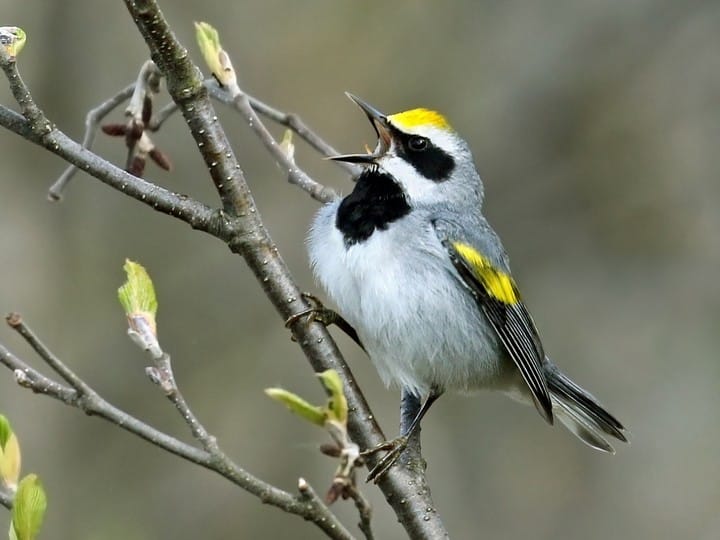 A Storm Is Brewing When The Golden-Winged Warblers Fly Away