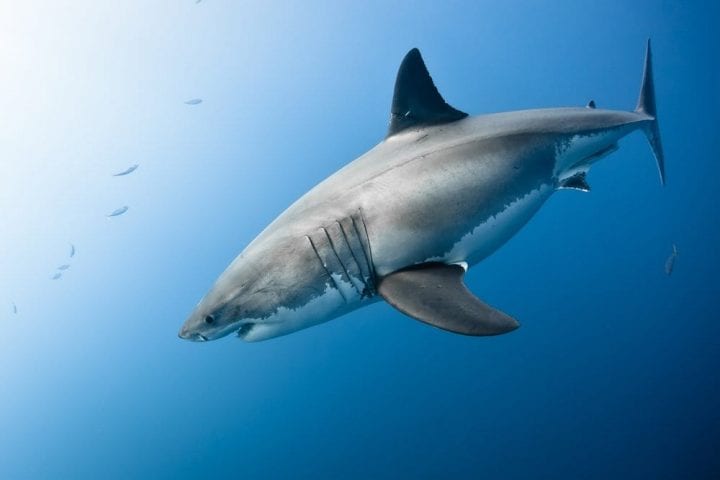 A Hurricane Is On The Way When Sharks Swim To Deeper Waters