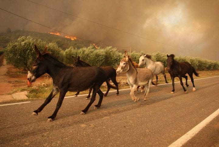 When Animals Run Towards Your Direction They Are Fleeing A Fire