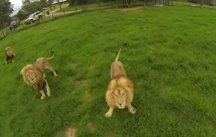Lions On The Prowl