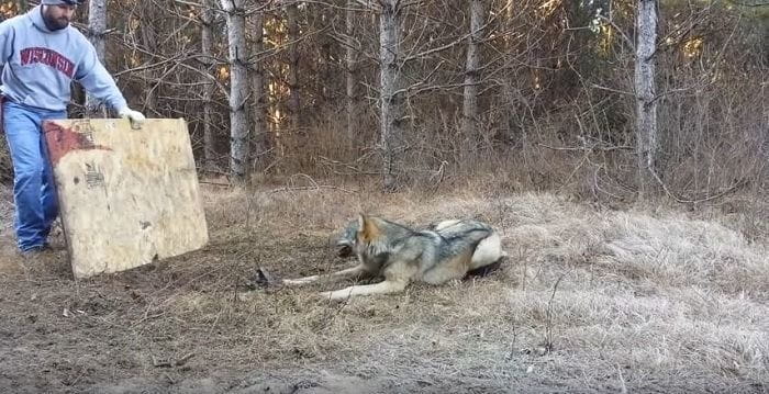 Guys See A Wolf In His Coyote Trap And He Has The Perfect Response