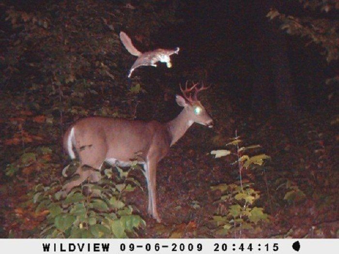 The Flying Squirrel And Deer