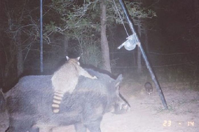 The Hog And Raccoon